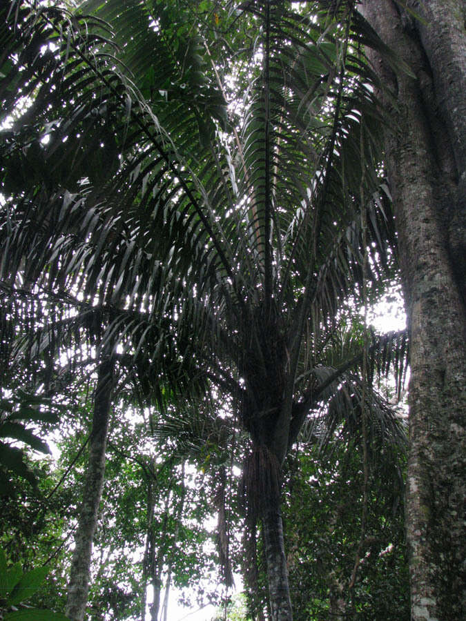 Image of Oenocarpus bataua Mart.