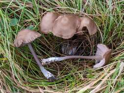 Image of Entoloma infula (Fr.) Noordel. 1980