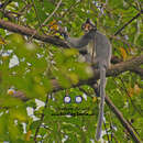 Image of Saban grizzled langur