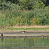 Image of Black Stork