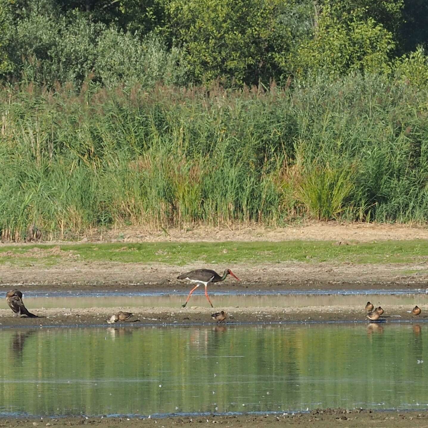 Image of Black Stork