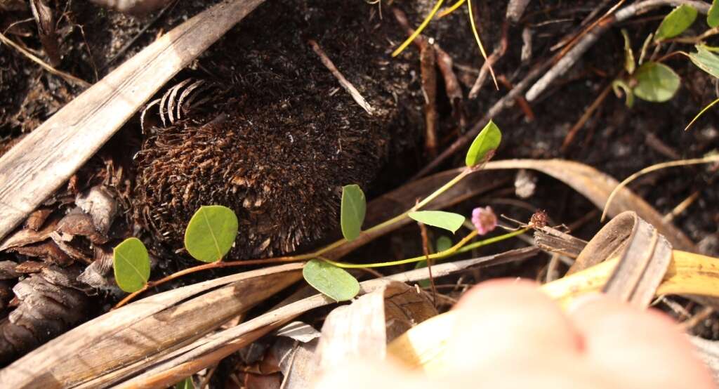 Indigofera ovata Thunb.的圖片