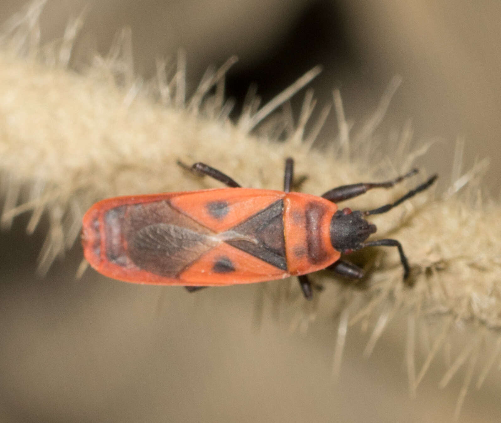 Image of Red bug