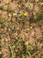 Image of Lesser Spearwort