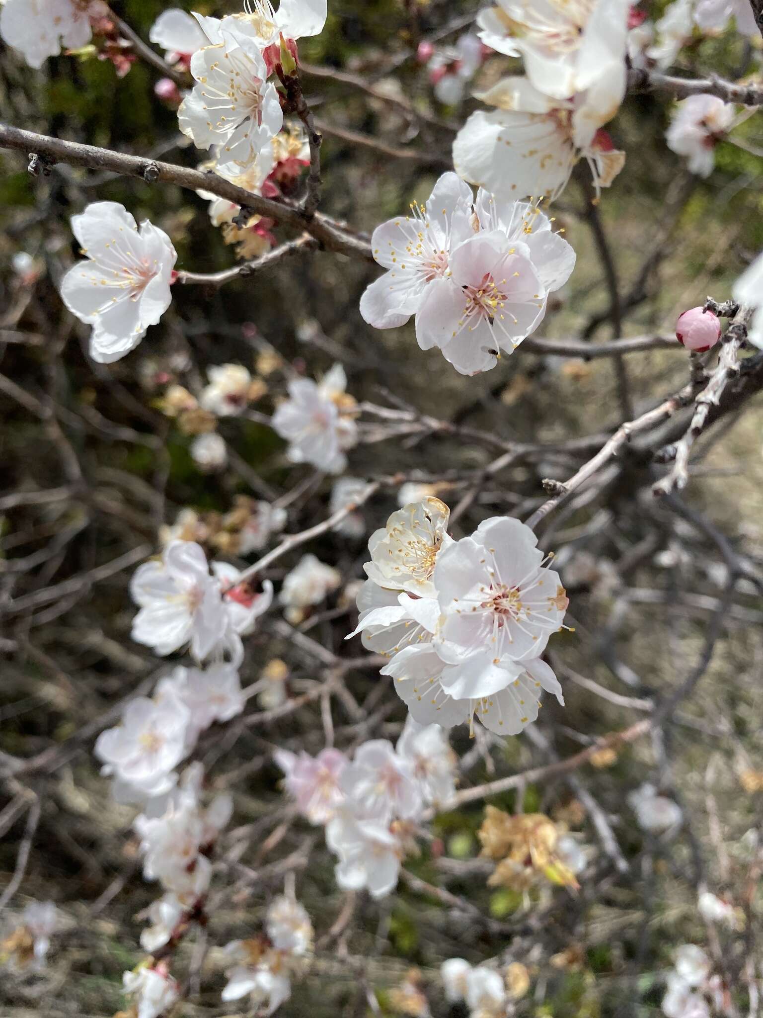 Imagem de Prunus sibirica L.