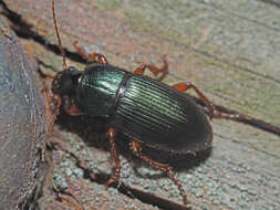 Image of Ophonus (Ophonus) laticollis Mannerheim 1825