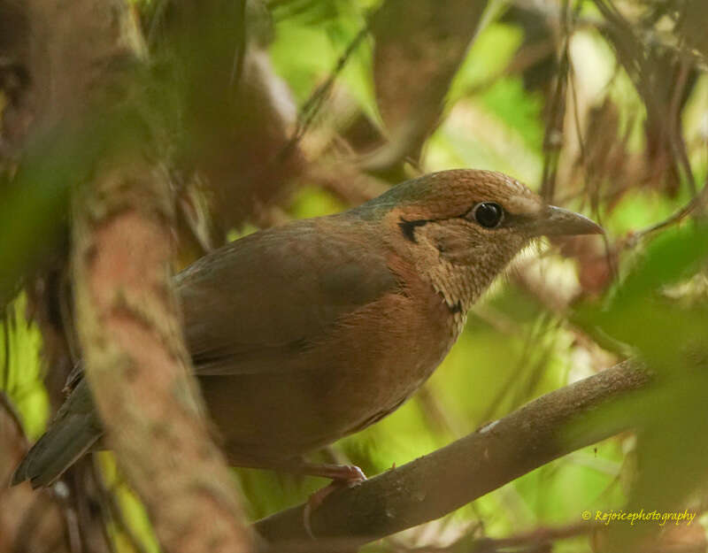 Image of Blue-naped Pitta