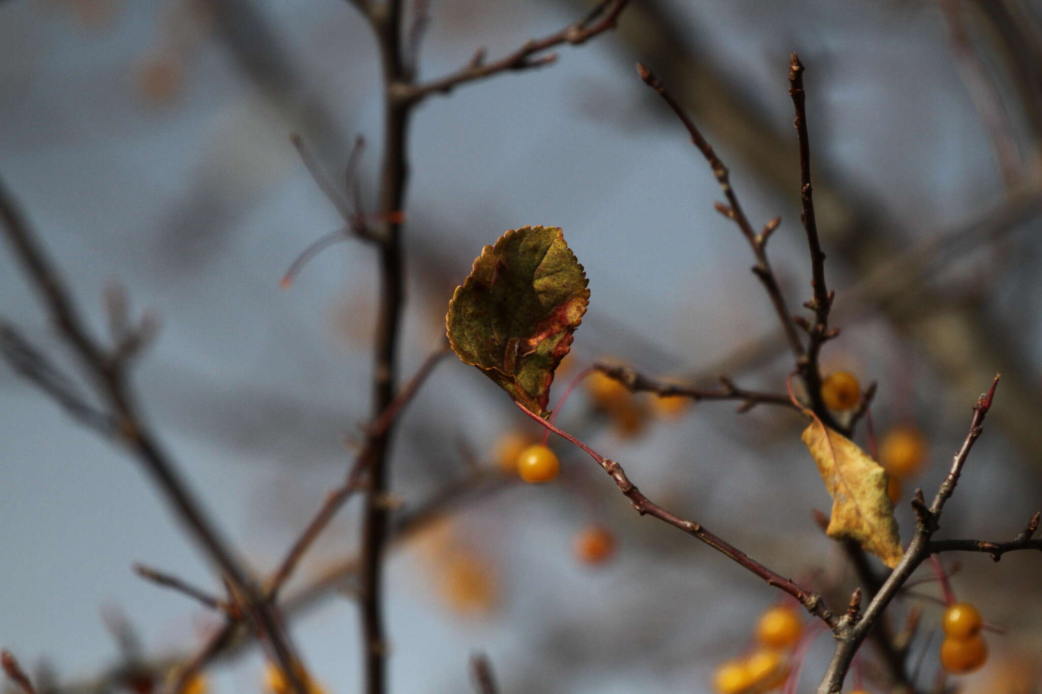 Imagem de Malus baccata (L.) Borkh.