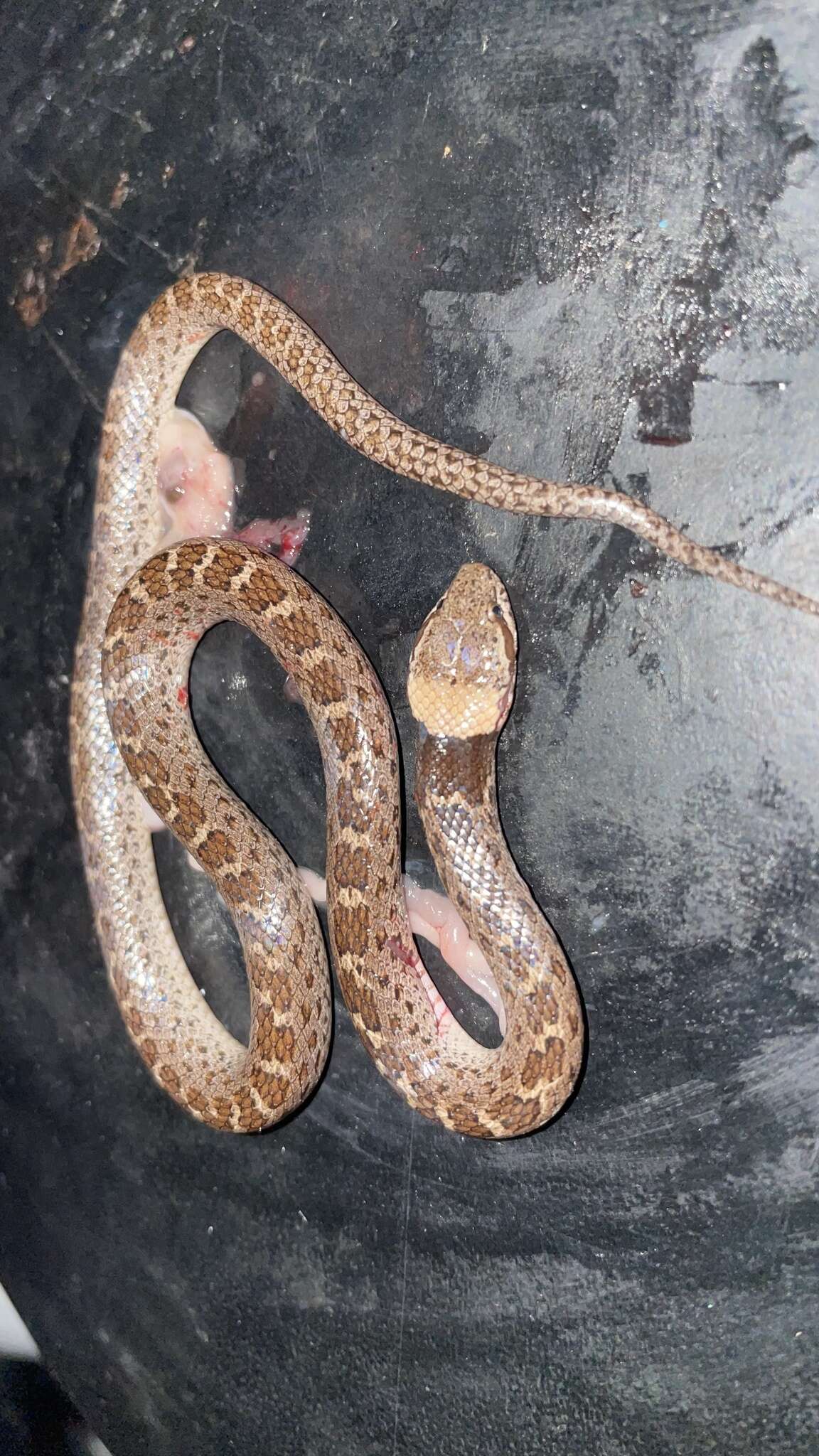 Image of Night Snake