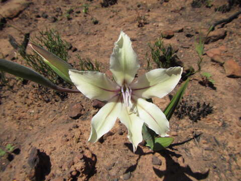 Imagem de Gladiolus grandiflorus Andrews