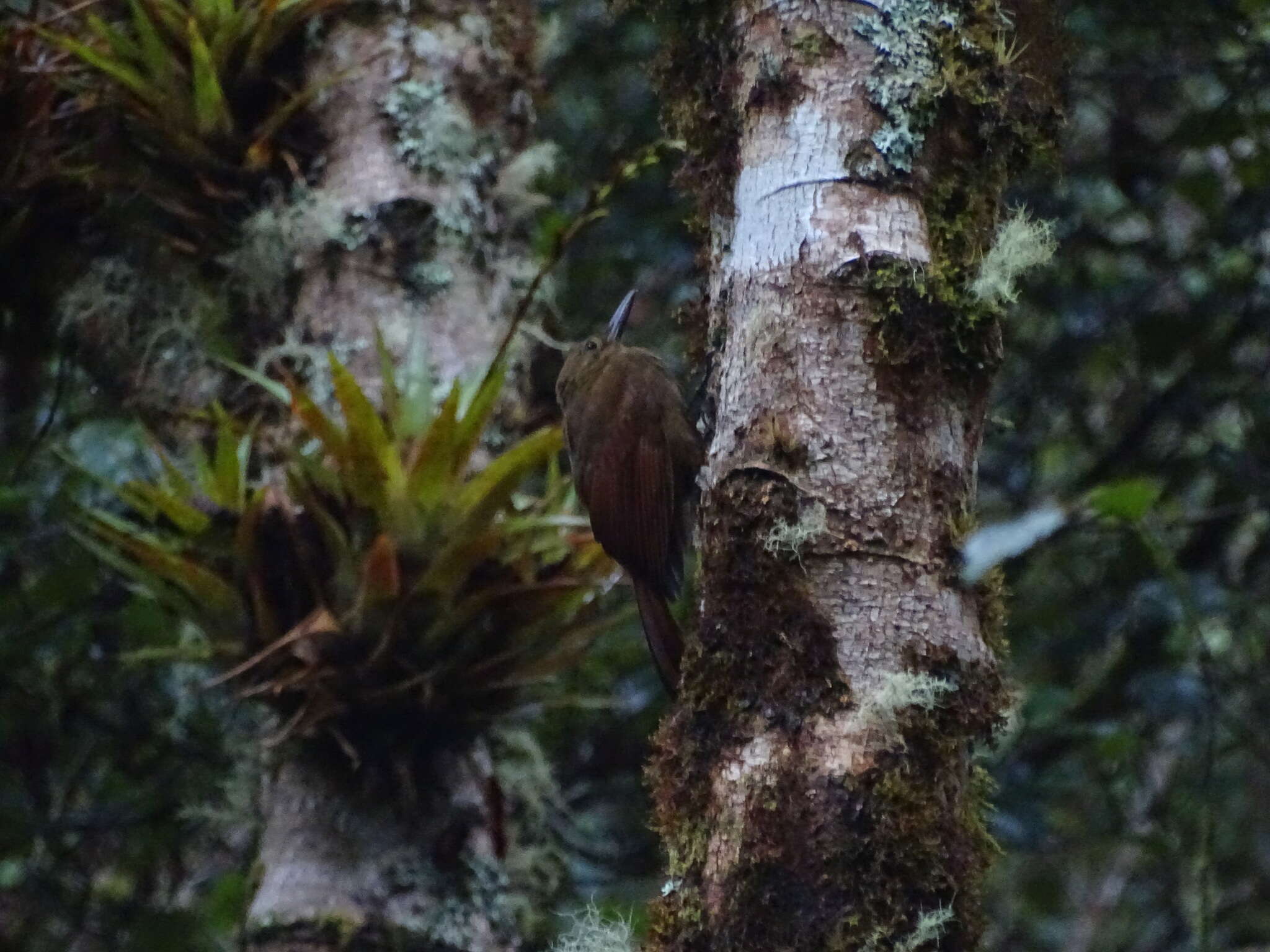 Image of Tyrannine Woodcreeper