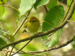 Image of Yellow-throated Warbler