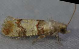 Image of Subtropical Pine Tip Moth