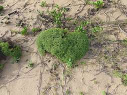 Image of Helichrysum asperum var. comosum (Sch. Bip.) Hilliard