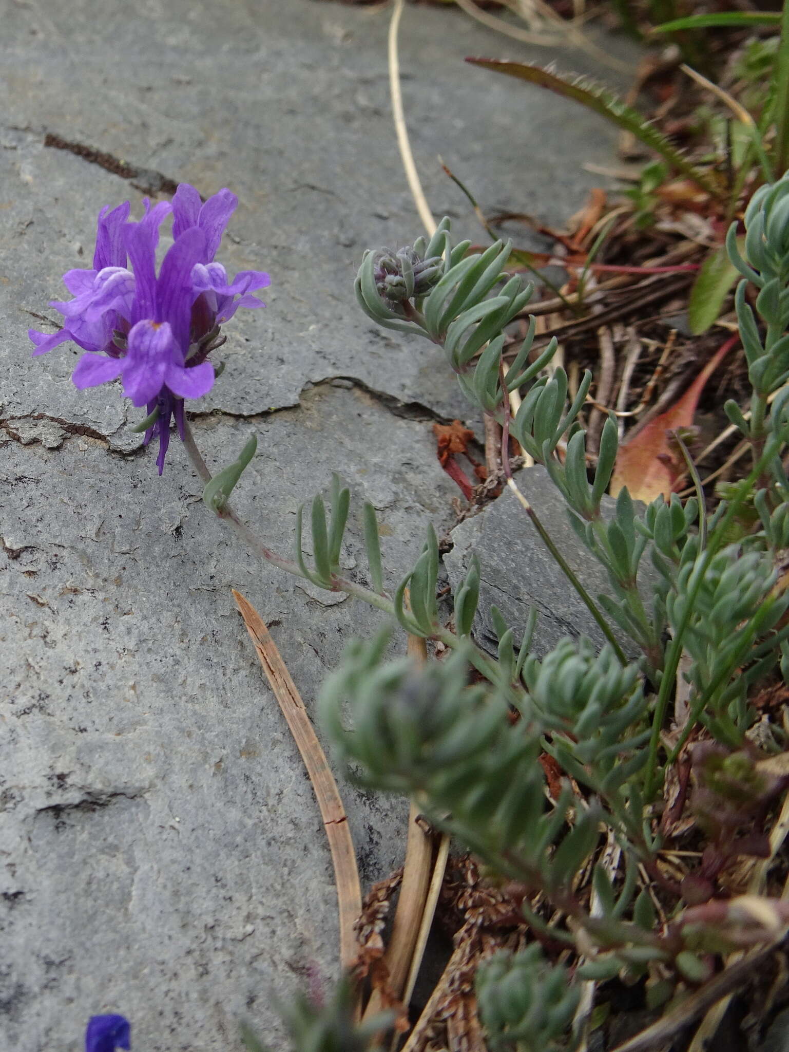 Image of Linaria alpina subsp. alpina