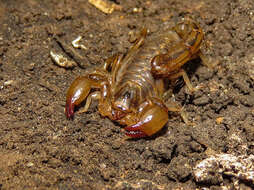 Image of Bothriurus flavidus Kraepelin 1911