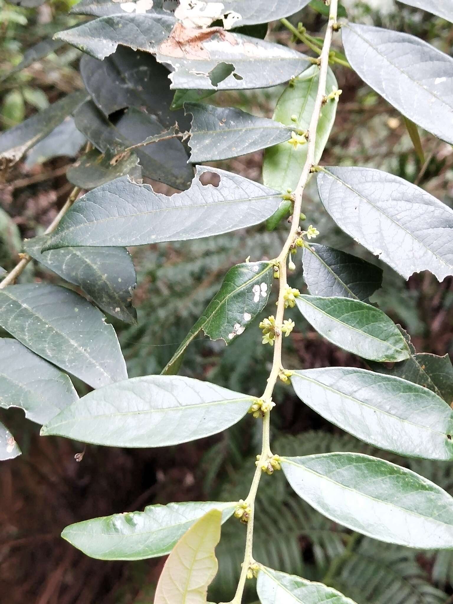 Слика од Phyllanthus meghalayensis Chakrab. & N. P. Balakr.