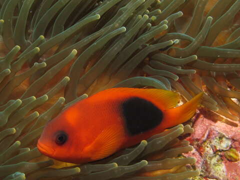 Image of Red saddleback anemonefish