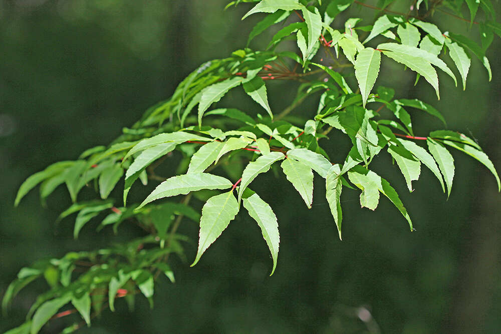 Plancia ëd Acer mandshuricum Maxim.