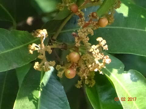 صورة Ixora brachiata Roxb.