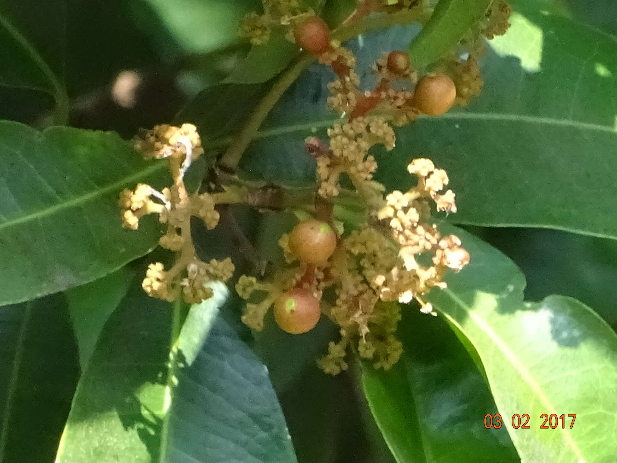 Image of Ixora brachiata Roxb.