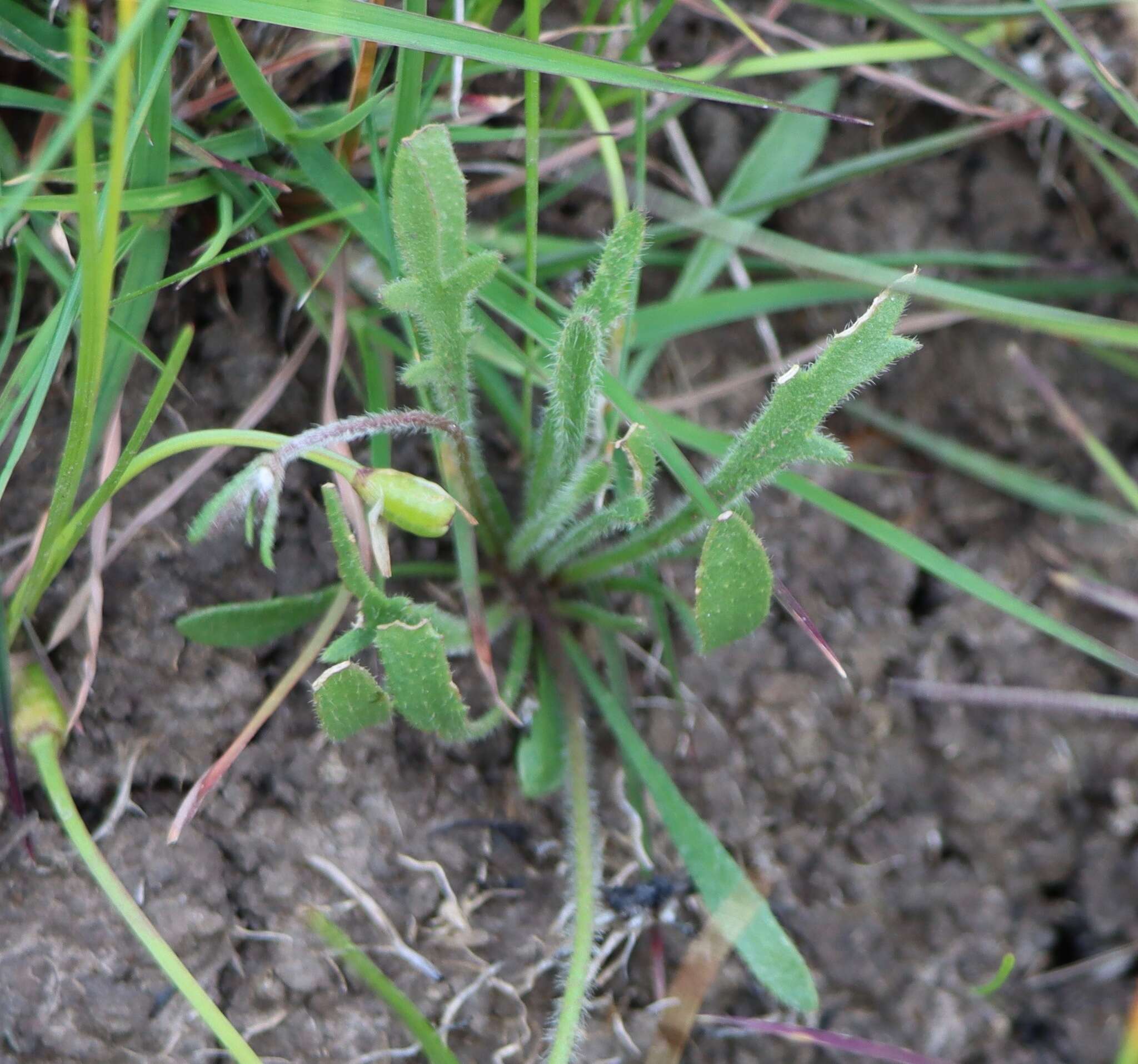 Image of Goodenia pinnatifida Schltdl.