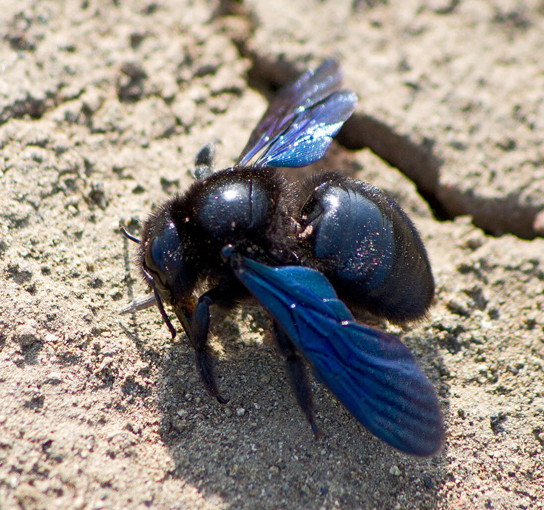 Imagem de Xylocopa violacea (Linnaeus 1758)