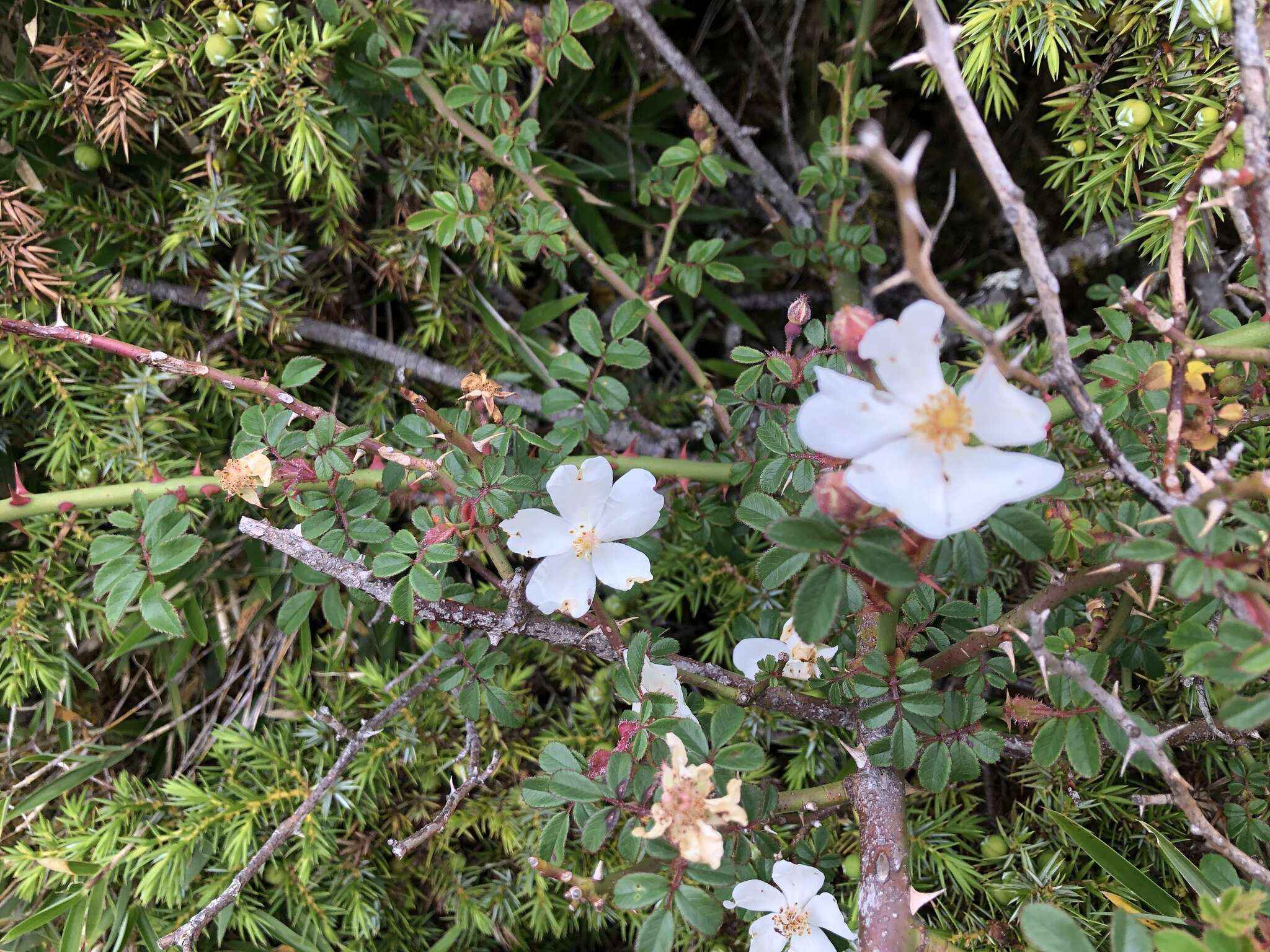 Image de Rosa transmorrisonensis Hayata