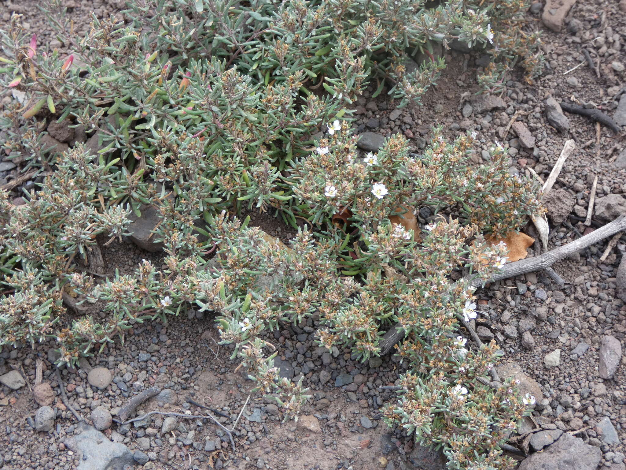 Image of Frankenia ericifolia Chr. Sm.