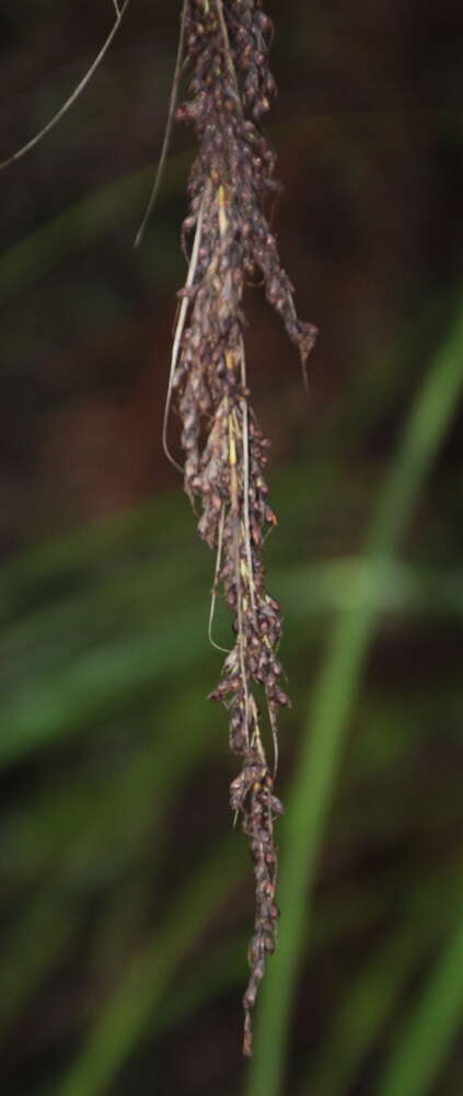 Imagem de Gahnia setifolia (A. Rich.) Hook. fil.