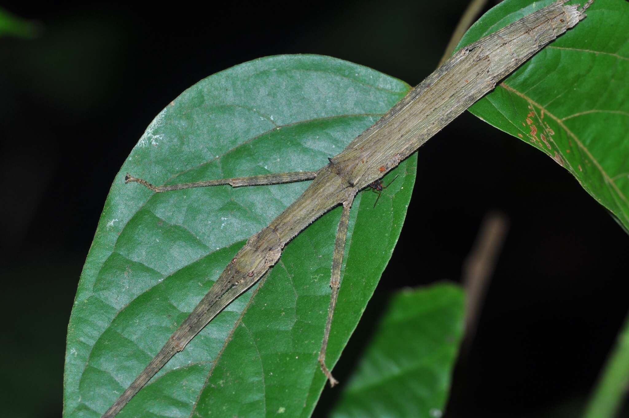 Image of Asceles margaritatus Redtenbacher 1908