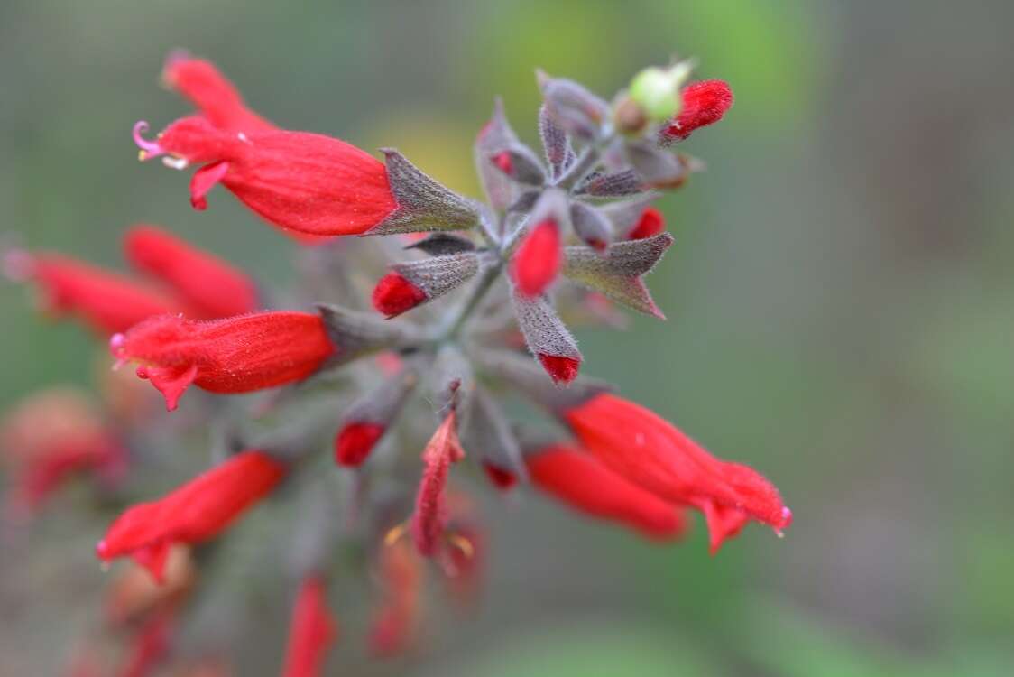 Image of Salvia karwinskii Benth.