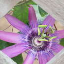 Image of <i>Passiflora</i> × <i>kewensis</i> Goldring
