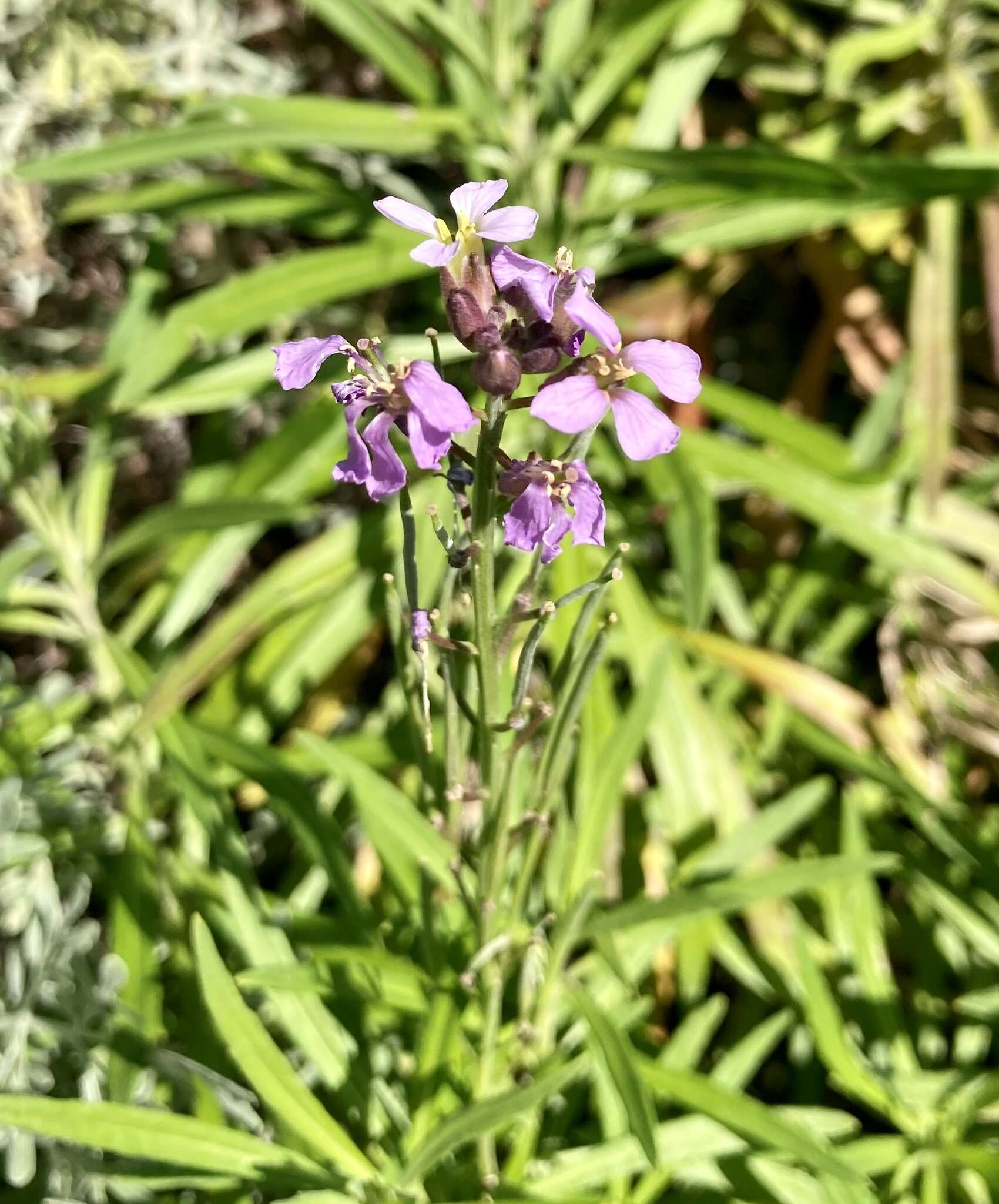 Image of Bowles perennial wallflower