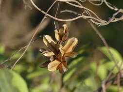 Image of fiveleaf yam