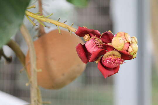 Image of cannonball tree