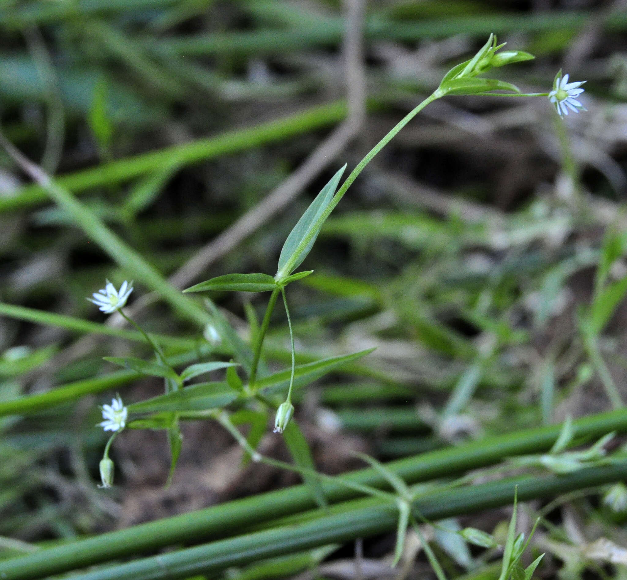 Image of Sitka starwort