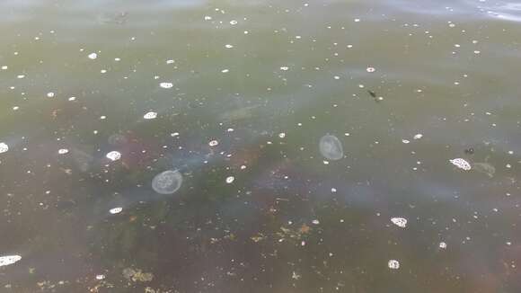 Image of Pacific moon jelly