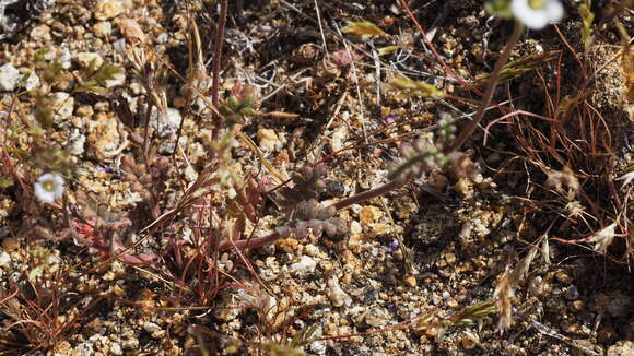 Phacelia affinis A. Gray的圖片