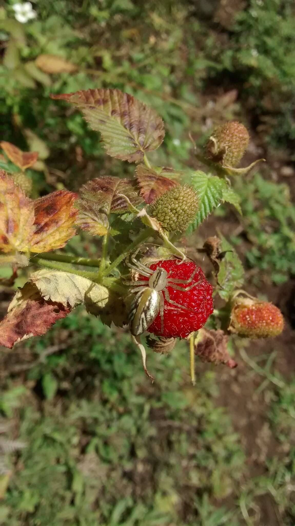 Image of Peucetia rubrolineata Keyserling 1877