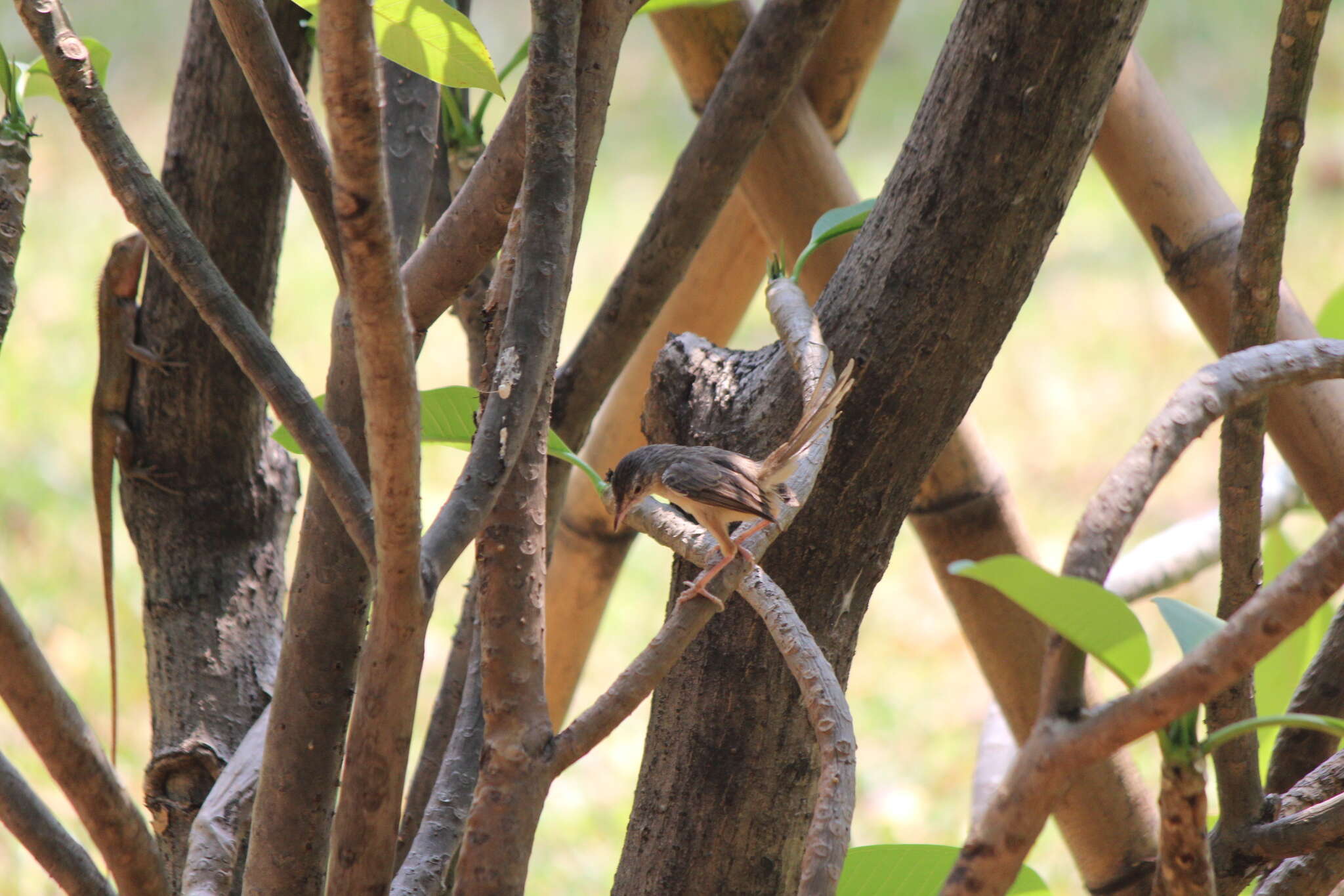 Image of Brown Prinia