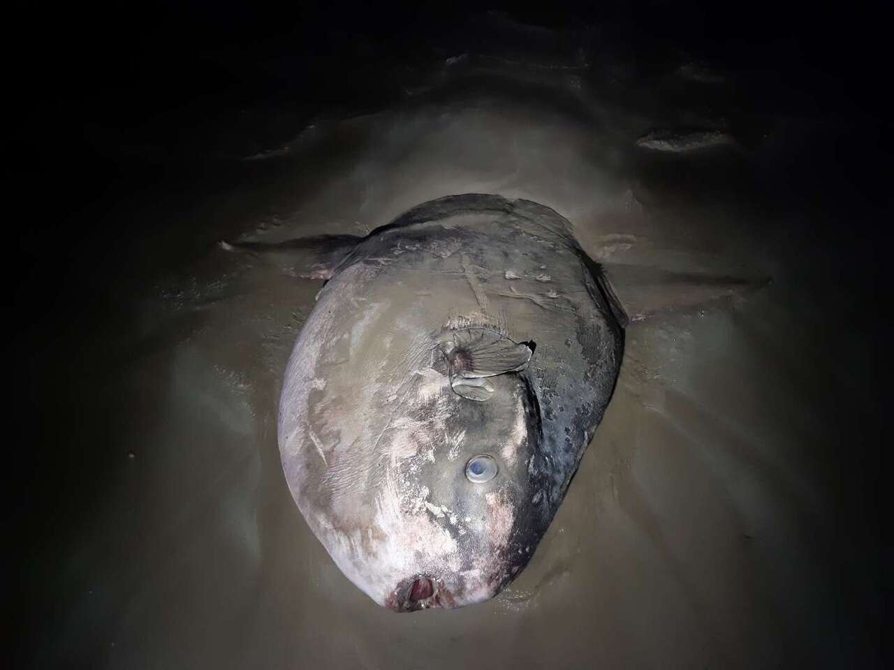 Image of Hoodwinker ocean sunfish