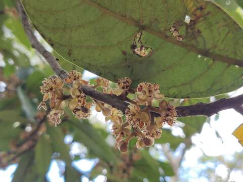 Image of Litsea floribunda (Bl.) Gamble