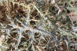 Image of Echinops glaberrimus DC.