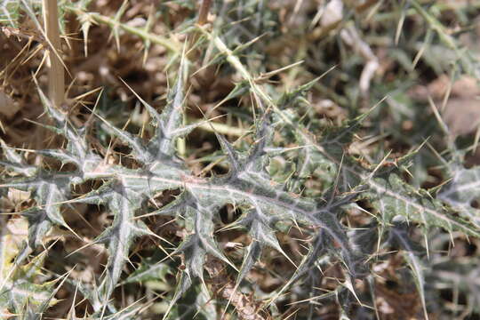 Image of Echinops glaberrimus DC.