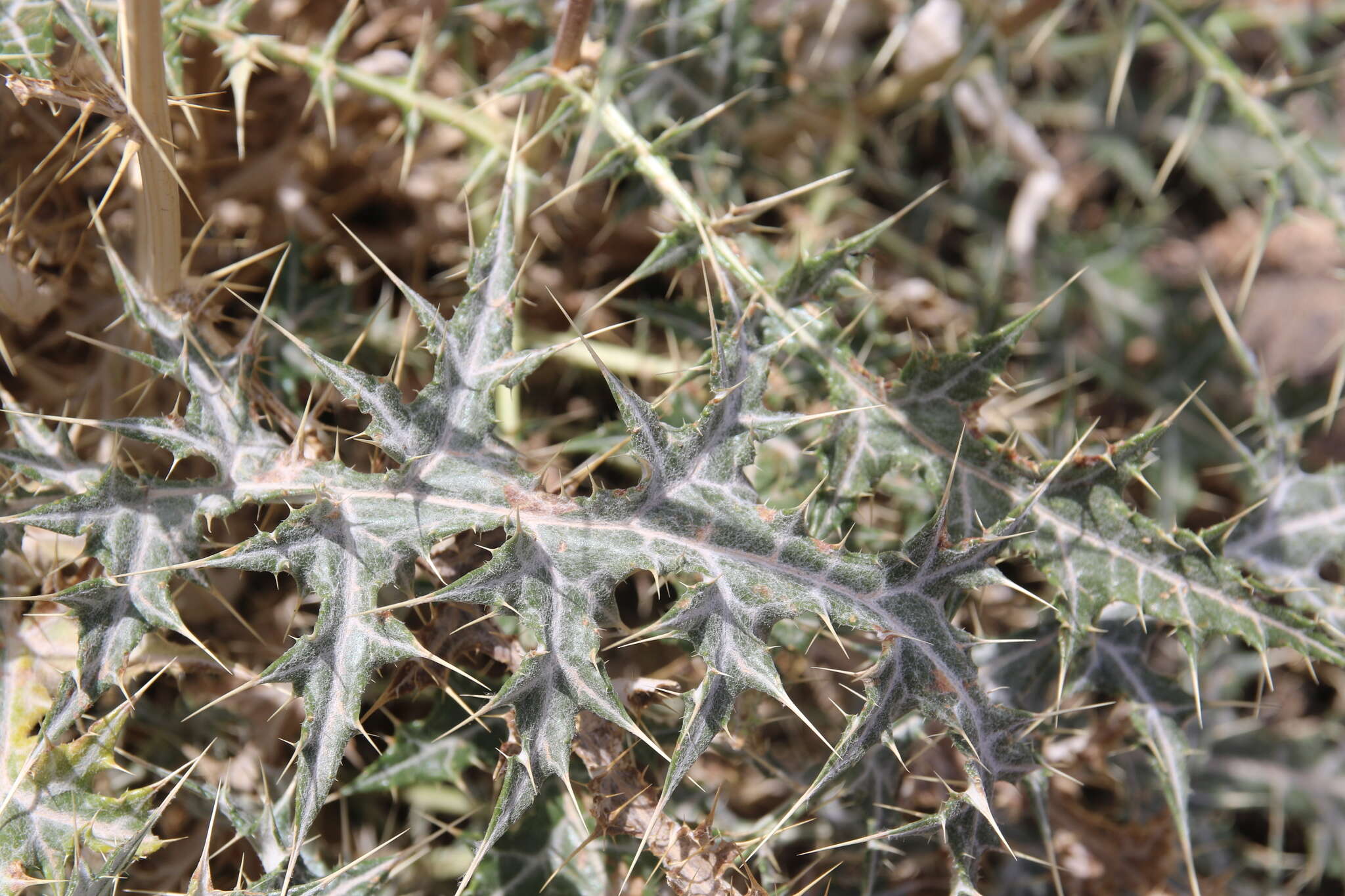 Image of Echinops glaberrimus DC.