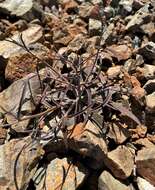 Image of bearded jewelflower