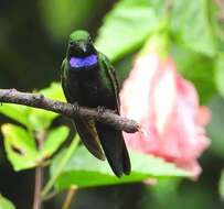 Image of Black-throated Brilliant