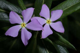 Image of Catharanthus longifolius (Pichon) Pichon