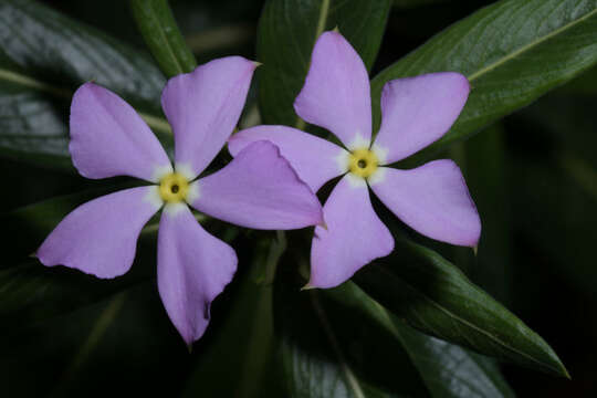 Image de Catharanthus longifolius (Pichon) Pichon